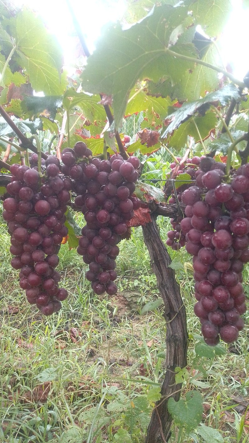 户太八号，户太葡萄鲜食品种