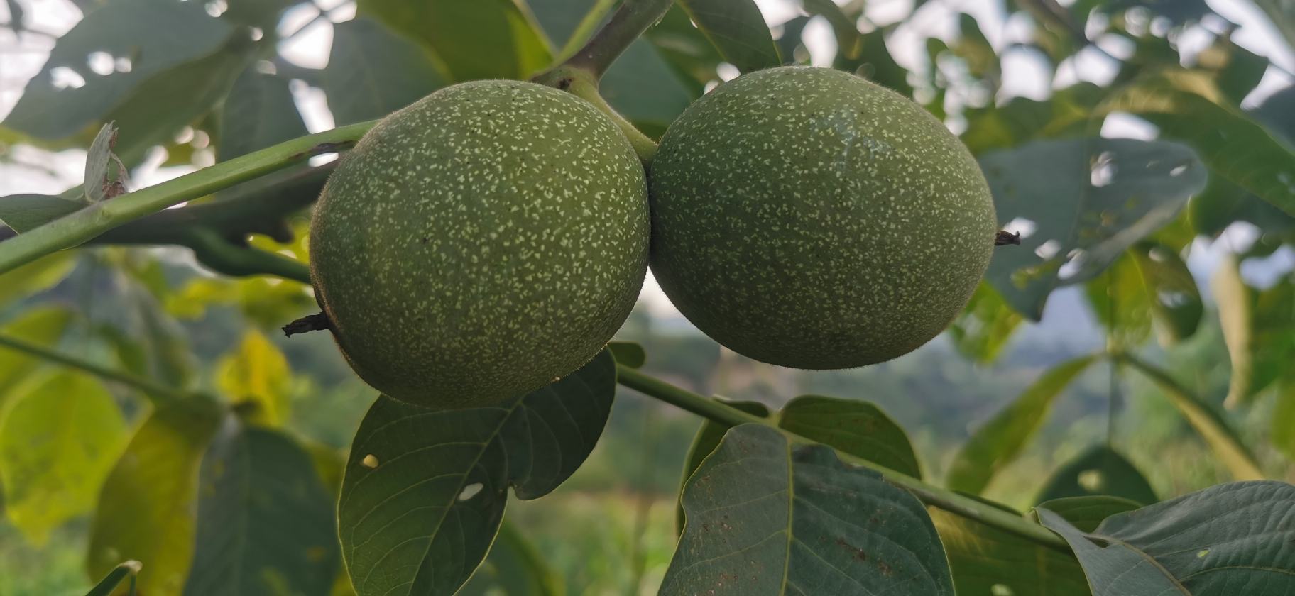 晾晒中的青皮核桃,整齐铺开在竹席上,阳光透过树叶洒落 晾晒青皮核桃的过程