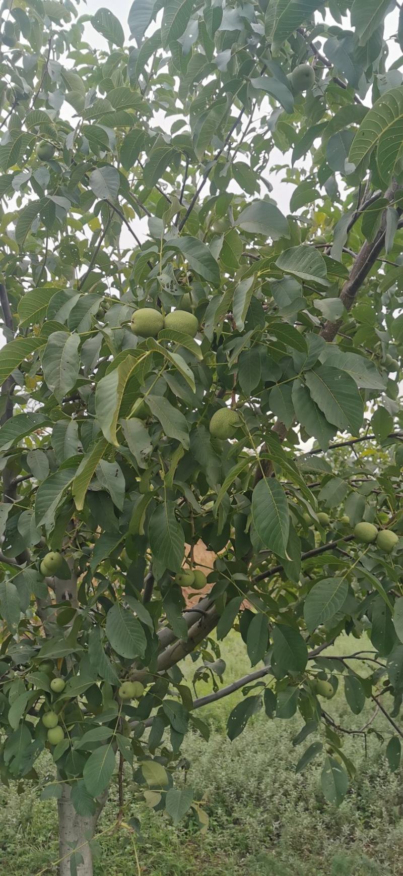 千亩清香产地，果大仁饱，保证质量