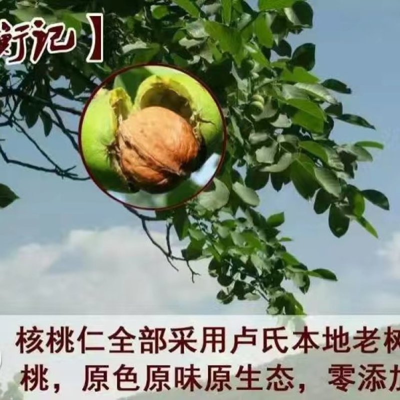 核桃