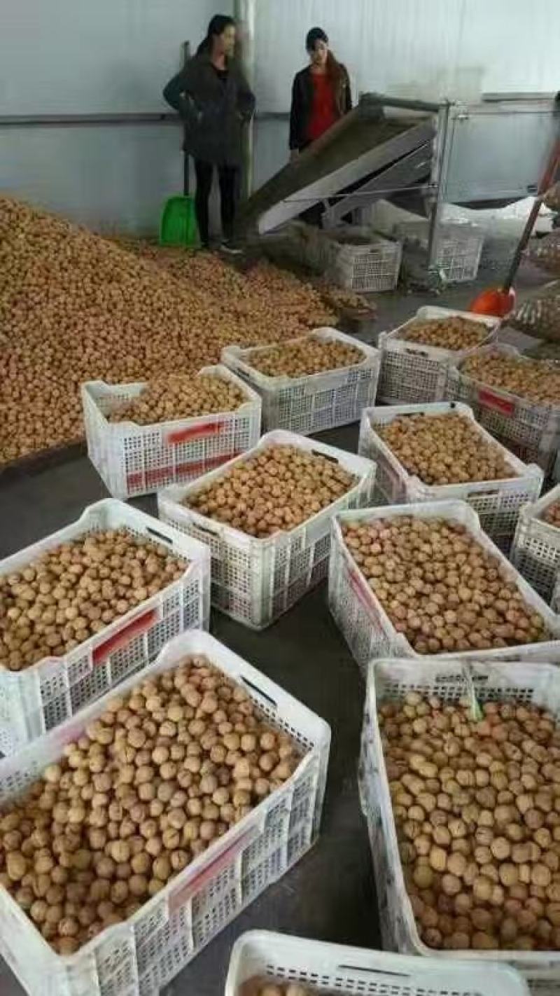 核桃