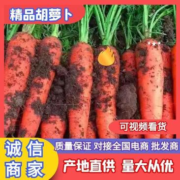 三红胡萝卜上货中产地加工提供冷库，专业对接商超市场！
