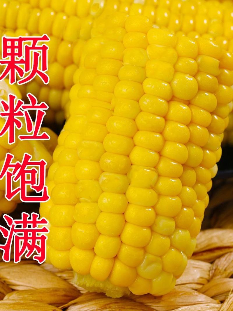 【推荐】黄白玉米水果玉米黄白水果玉米大量上市欢迎采购
