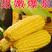 【推荐】黄白玉米水果玉米黄白水果玉米大量上市欢迎采购