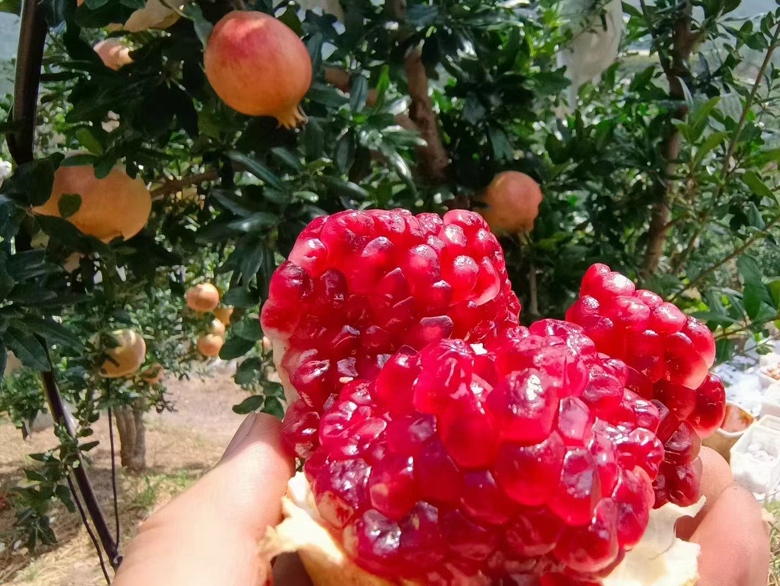 软籽石榴果肉与清水一同煮制