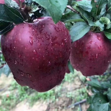 【热销】天水花牛苹果大量上市，欢迎各位商家前来选购！！！