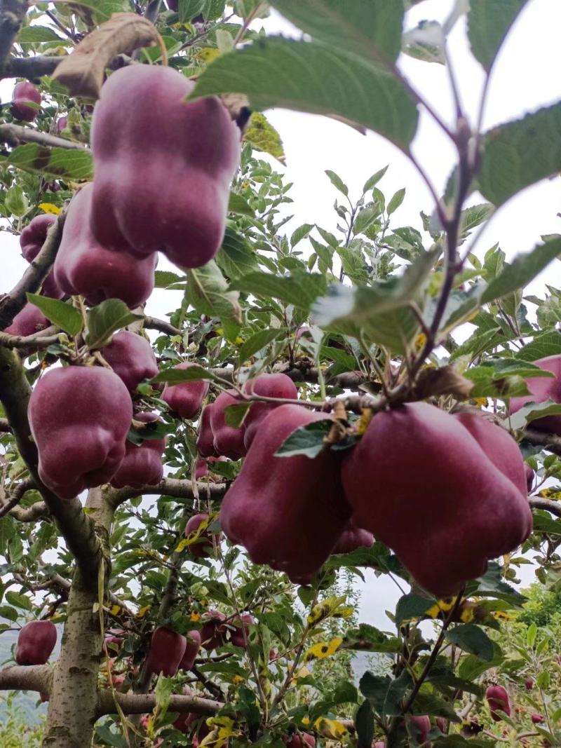 【热销】天水花牛苹果大量上市，欢迎各位商家前来选购！！！