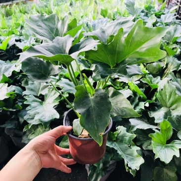 春羽绿植盆栽室内客厅花卉水养水培好养办公室绿萝春雨水培