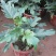 春羽绿植盆栽室内客厅花卉水养水培好养办公室绿萝春雨水培