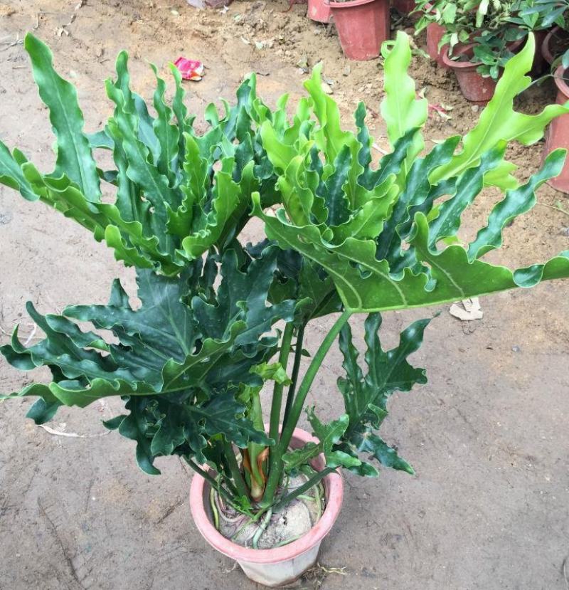 春羽绿植盆栽室内客厅花卉水养水培好养办公室绿萝春雨水培