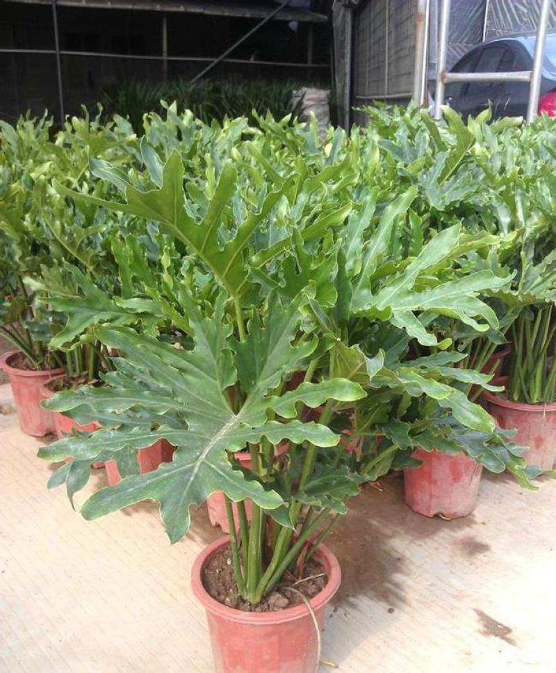 春羽绿植盆栽室内客厅花卉水养水培好养办公室绿萝春雨水培
