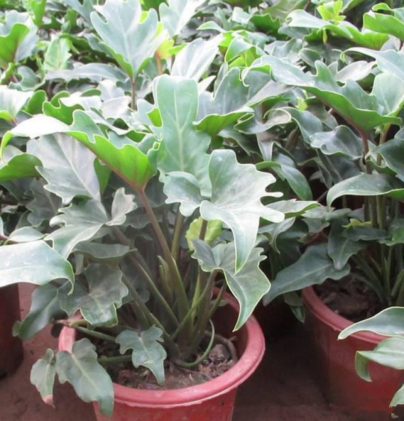 春羽绿植盆栽室内客厅花卉水养水培好养办公室绿萝春雨水培