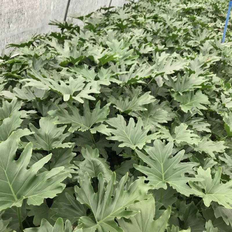 春羽绿植盆栽室内客厅花卉水养水培好养办公室绿萝春雨水培