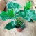 春羽绿植盆栽室内客厅花卉水养水培好养办公室绿萝春雨水培