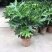 春羽绿植盆栽室内客厅花卉水养水培好养办公室绿萝春雨水培