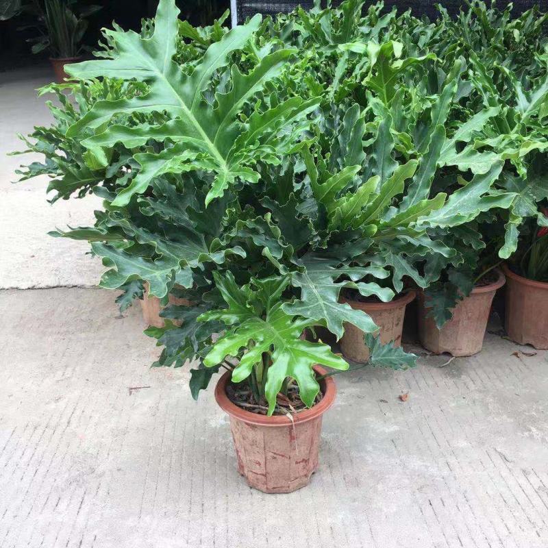 春羽绿植盆栽室内客厅花卉水养水培好养办公室绿萝春雨水培