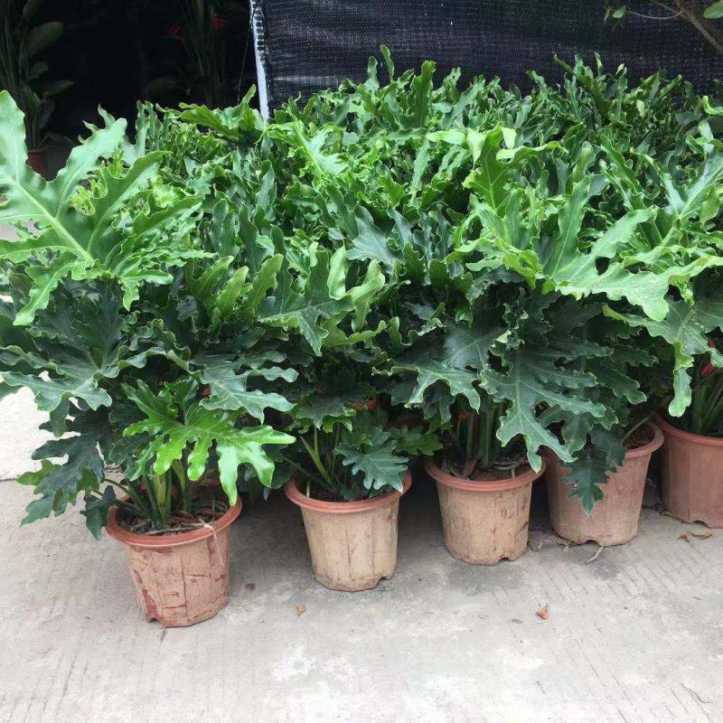春羽绿植盆栽室内客厅花卉水养水培好养办公室绿萝春雨水培