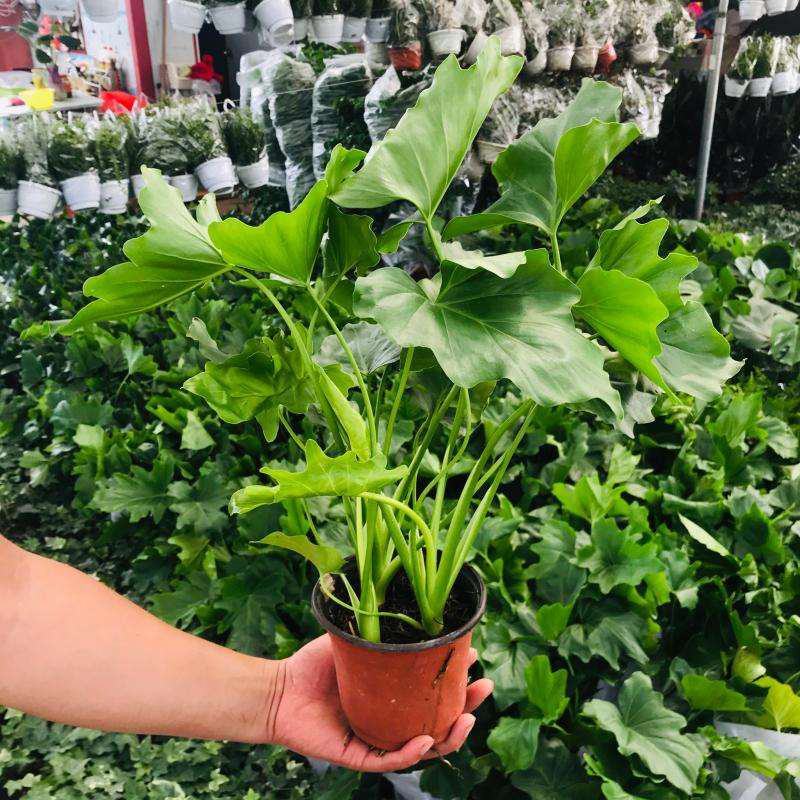 春羽绿植盆栽室内客厅花卉水养水培好养办公室绿萝春雨水培