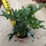 春羽绿植盆栽室内客厅花卉水养水培好养办公室绿萝春雨水培
