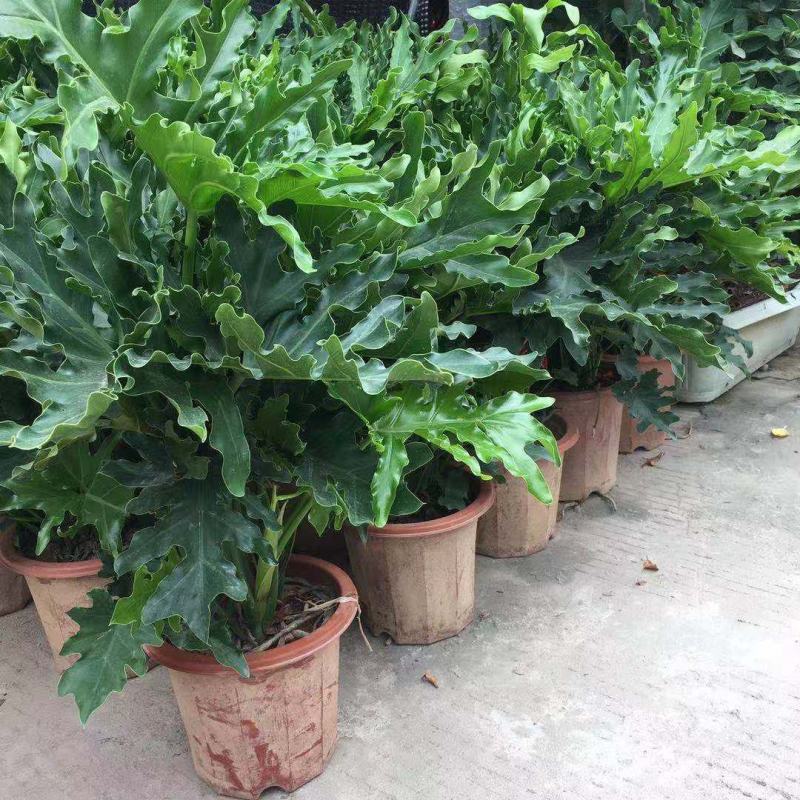 春羽绿植盆栽室内客厅花卉水养水培好养办公室绿萝春雨水培