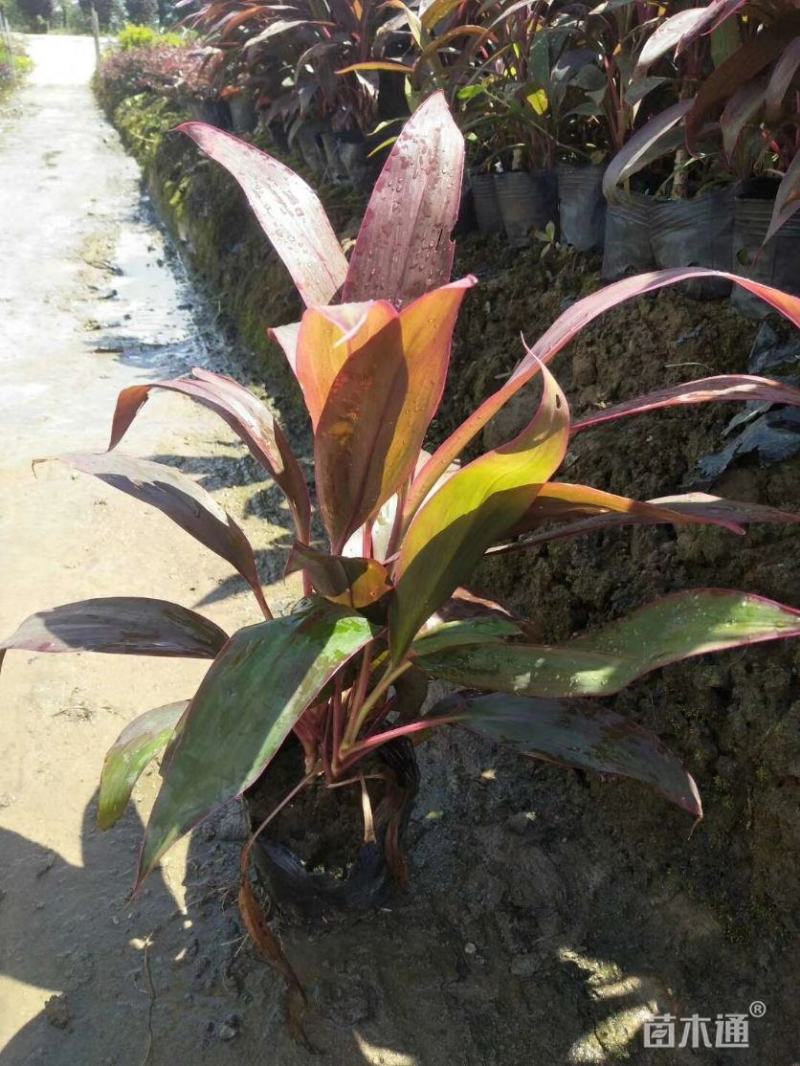 朱蕉朱竹红铁树性喜高温多湿气候,属半荫植物公园绿化庭园