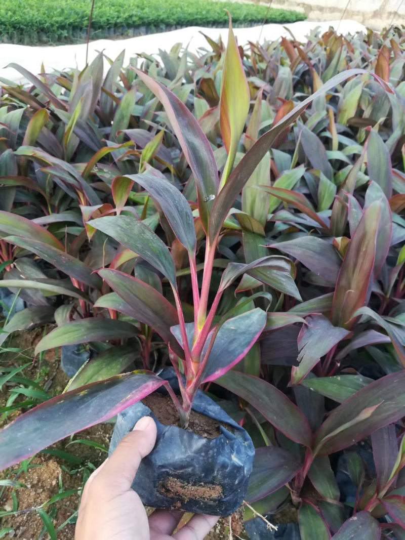 朱蕉朱竹红铁树性喜高温多湿气候,属半荫植物公园绿化庭园