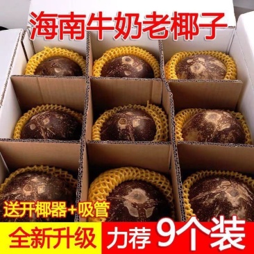 海南老椰皇椰子鸡香榨汁孕妇饮料老椰皇抛光炖盅黑椰子网红椰