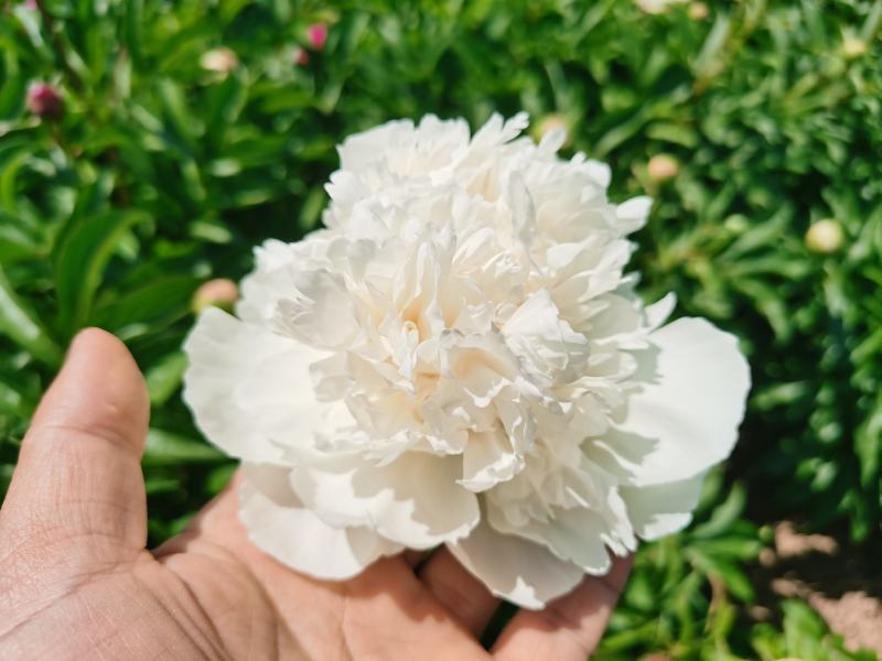 菏泽观赏芍药种苗，店铺冲量包邮到家，千层大花品种随机发