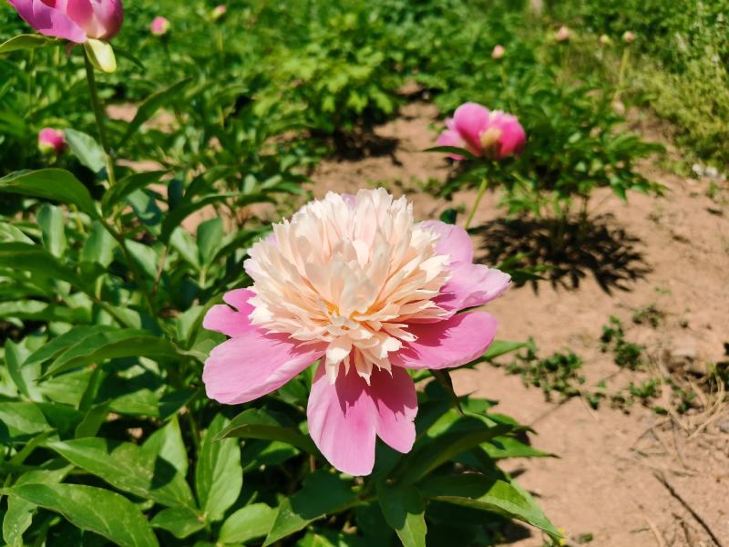 菏泽观赏芍药种苗，店铺冲量包邮到家，千层大花品种随机发