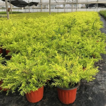 黄金香柳花苗耐寒耐旱室内外庭院阳台植物千层金盆栽四季常青