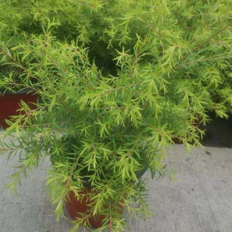 黄金香柳花苗耐寒耐旱室内外庭院阳台植物千层金盆栽四季常青