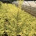 黄金香柳花苗耐寒耐旱室内外庭院阳台植物千层金盆栽四季常青