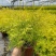 黄金香柳花苗耐寒耐旱室内外庭院阳台植物千层金盆栽四季常青
