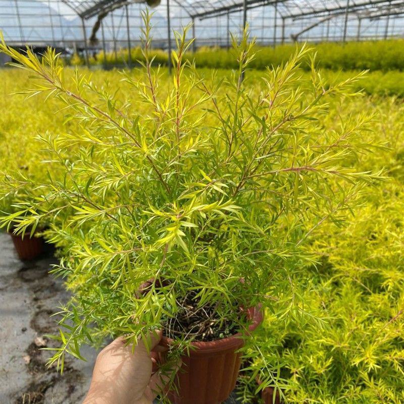 黄金香柳花苗耐寒耐旱室内外庭院阳台植物千层金盆栽四季常青