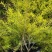 黄金香柳花苗耐寒耐旱室内外庭院阳台植物千层金盆栽四季常青