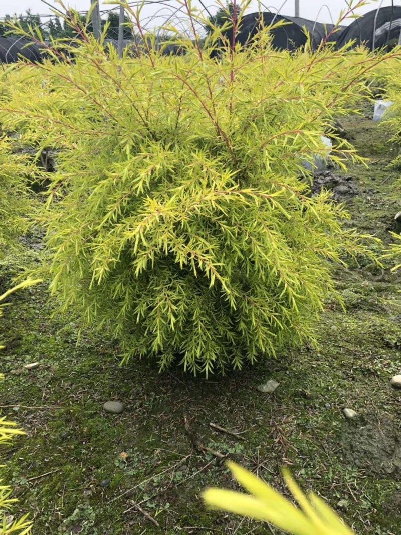 黄金香柳花苗耐寒耐旱室内外庭院阳台植物千层金盆栽四季常青