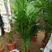 夏威夷竹子室内盆栽客厅办公室吸甲醛绿植散尾葵大型植物凤尾