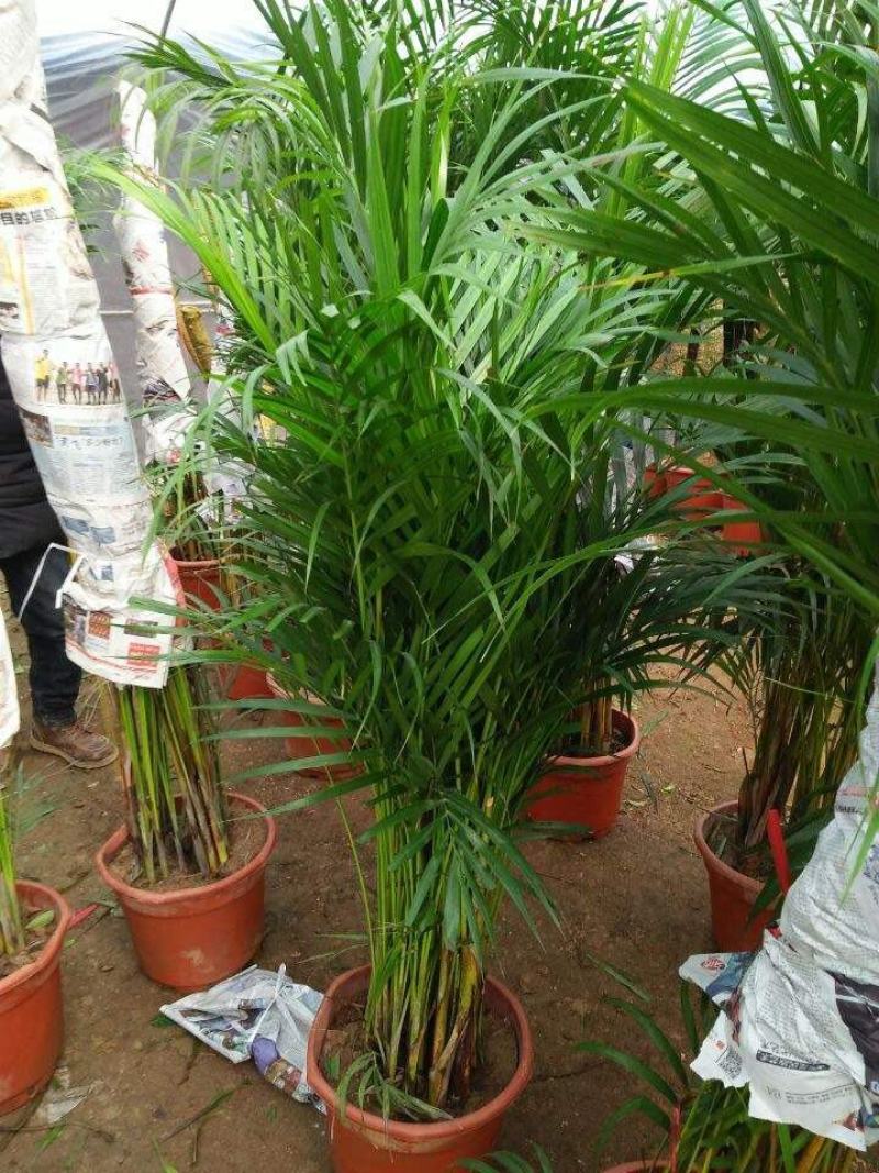 夏威夷竹子室内盆栽客厅办公室吸甲醛绿植散尾葵大型植物凤尾