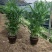 夏威夷竹子室内盆栽客厅办公室吸甲醛绿植散尾葵大型植物凤尾