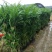 夏威夷竹子室内盆栽客厅办公室吸甲醛绿植散尾葵大型植物凤尾