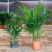 夏威夷竹子室内盆栽客厅办公室吸甲醛绿植散尾葵大型植物凤尾