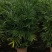 夏威夷竹子室内盆栽客厅办公室吸甲醛绿植散尾葵大型植物凤尾