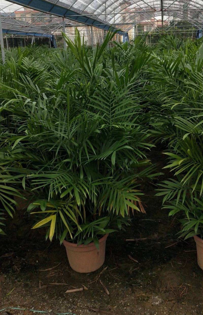 夏威夷竹子室内盆栽客厅办公室吸甲醛绿植散尾葵大型植物凤尾