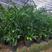 夏威夷竹子室内盆栽客厅办公室吸甲醛绿植散尾葵大型植物凤尾