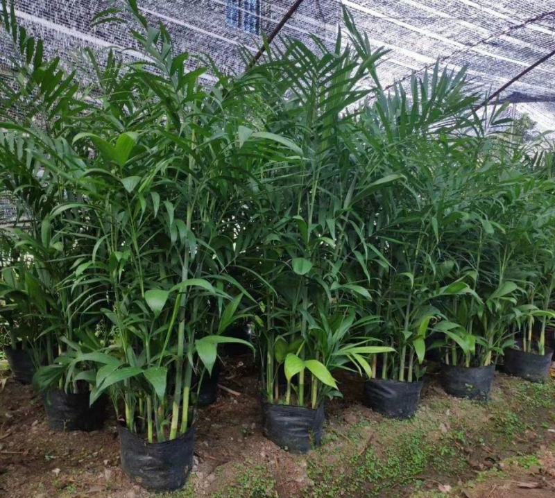 夏威夷竹子室内盆栽客厅办公室吸甲醛绿植散尾葵大型植物凤尾