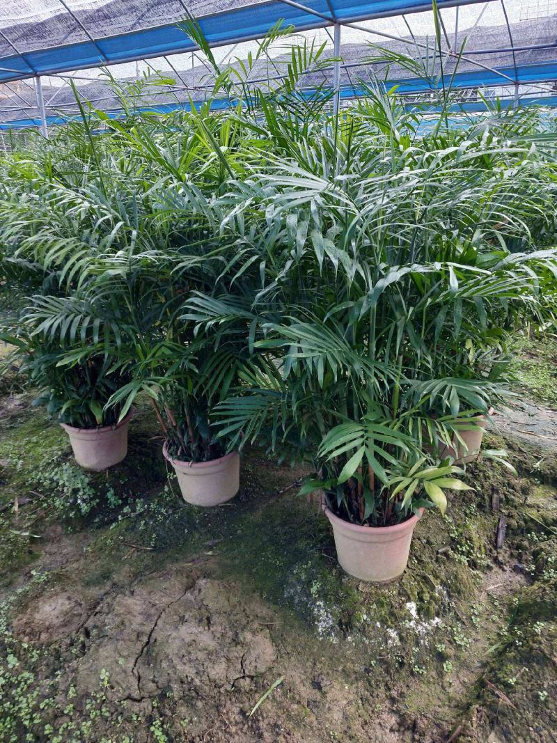 夏威夷竹子室内盆栽客厅办公室吸甲醛绿植散尾葵大型植物凤尾