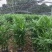 夏威夷竹子室内盆栽客厅办公室吸甲醛绿植散尾葵大型植物凤尾