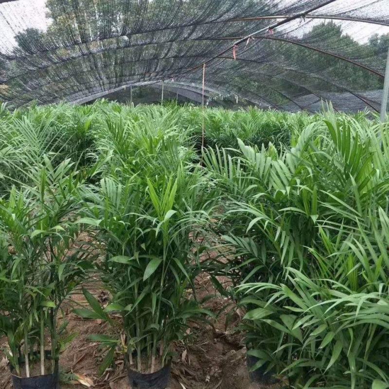 夏威夷竹子室内盆栽客厅办公室吸甲醛绿植散尾葵大型植物凤尾