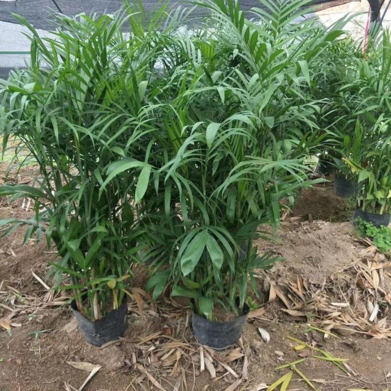 夏威夷竹子室内盆栽客厅办公室吸甲醛绿植散尾葵大型植物凤尾
