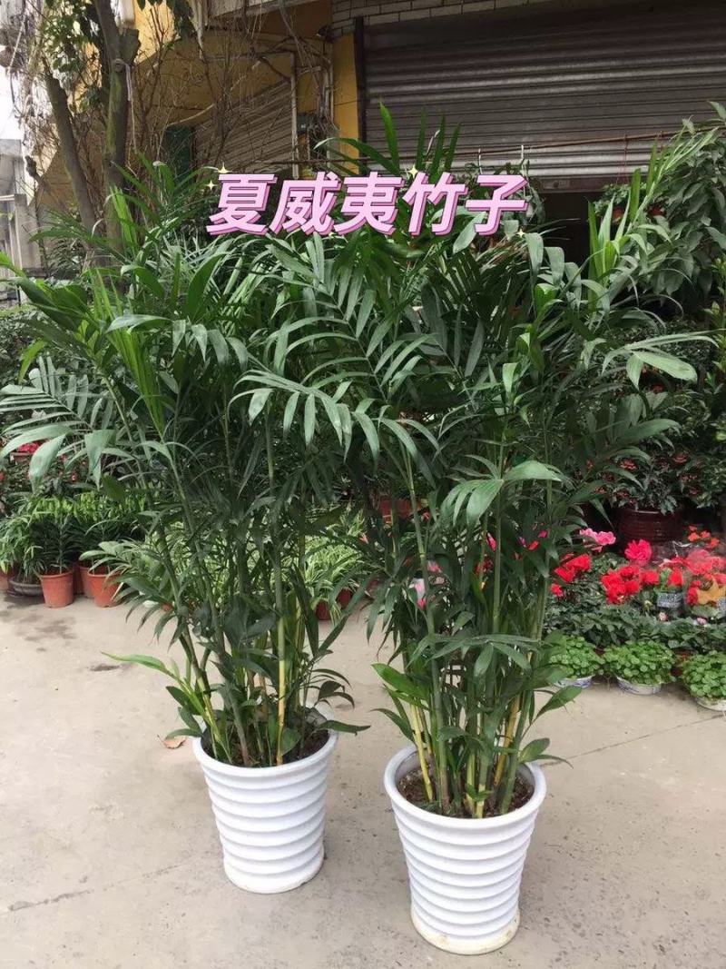 夏威夷竹子室内盆栽客厅办公室吸甲醛绿植散尾葵大型植物凤尾